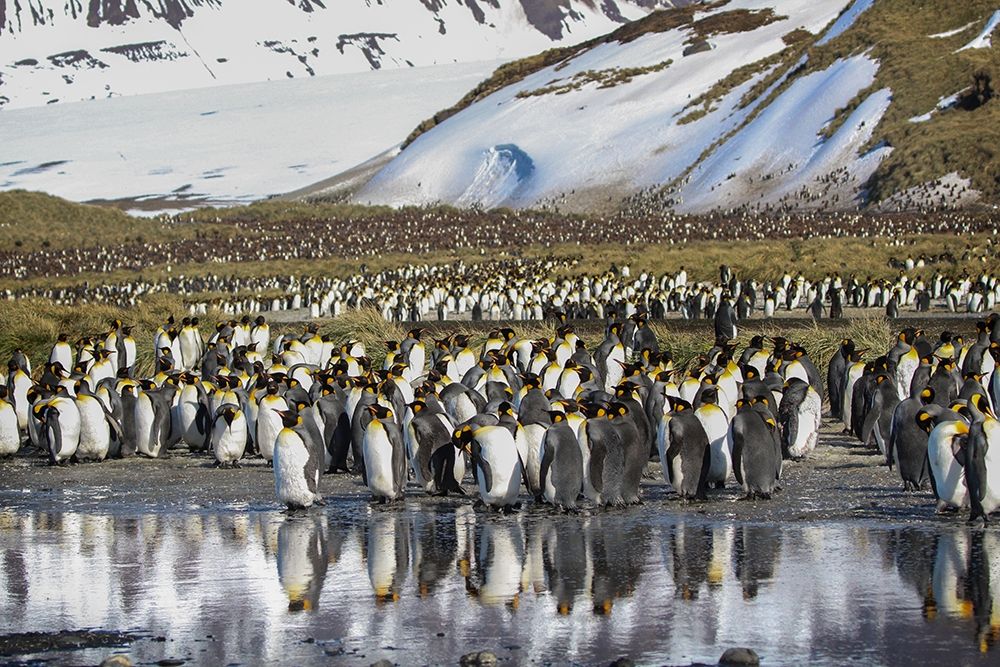 Antarctica-South Georgia Island-Salisbury Plain King penguins on beach  art print by Jaynes Gallery for $57.95 CAD
